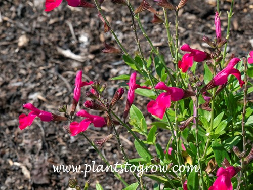 Mirage Hot Pink Salvia (Salvia greggii)